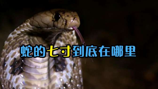 蛇的七寸位置示意图