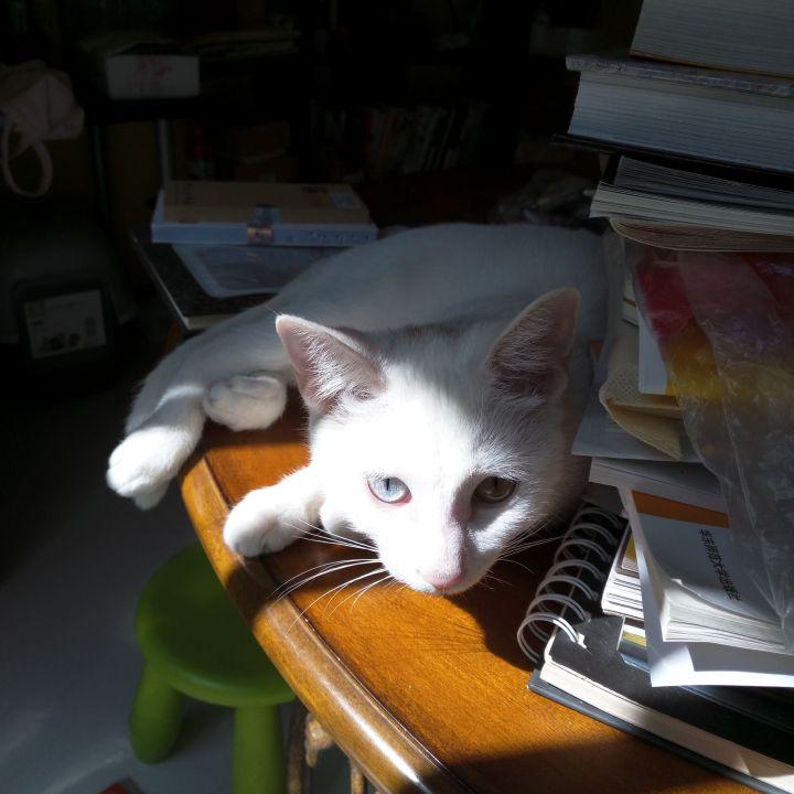 猫咪爱上半夜