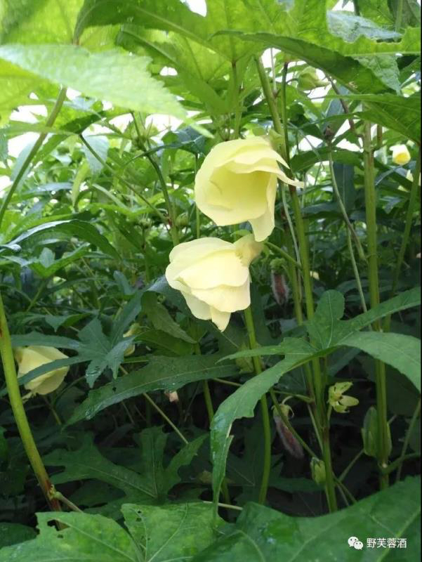 野芙蓉营养价值野芙蓉的营养成分