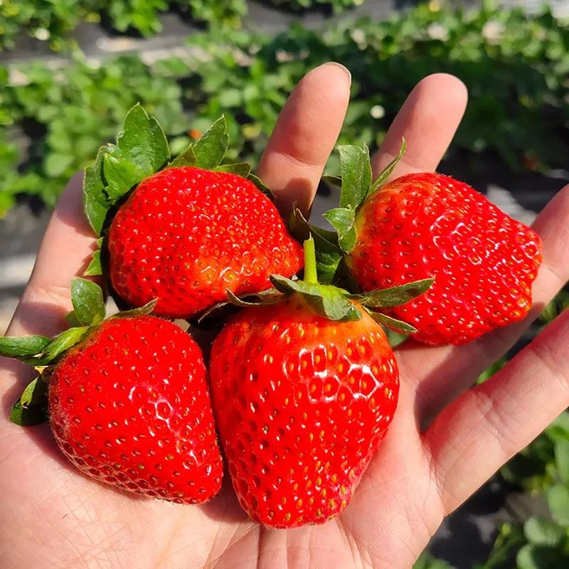 草莓- 热门商品专区