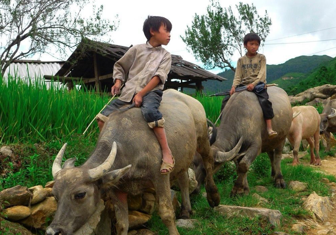北部的农村,拍到了这样的一幅画面:傍晚,两个越南小孩正骑在水牛上