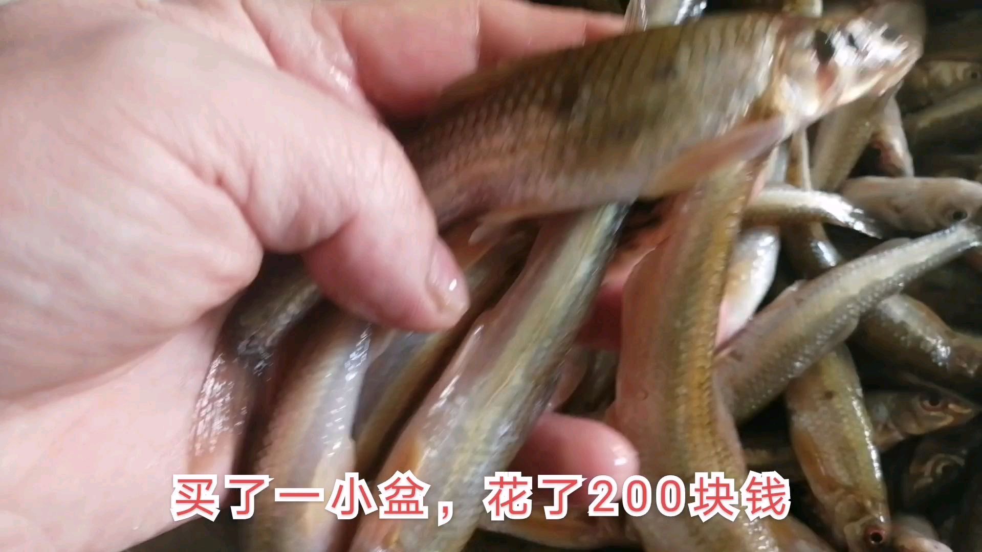 黑龙江的开河鱼,船钉子,大厨炸完之后,看着都馋