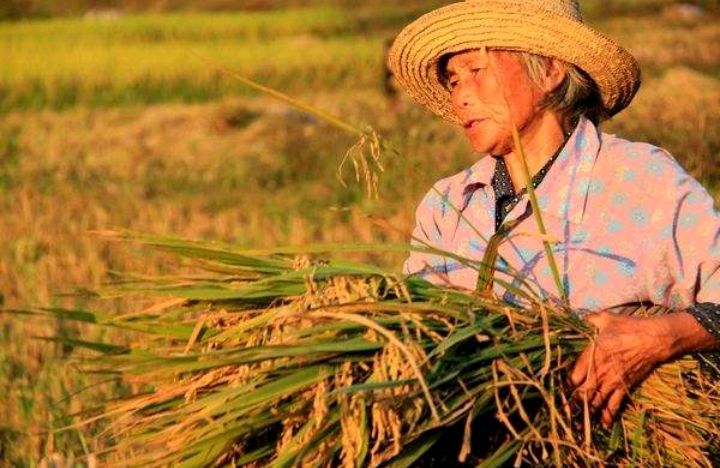 看不起8亿流大汗农民和劳苦大众,王教授应该为他发表不当言论道歉