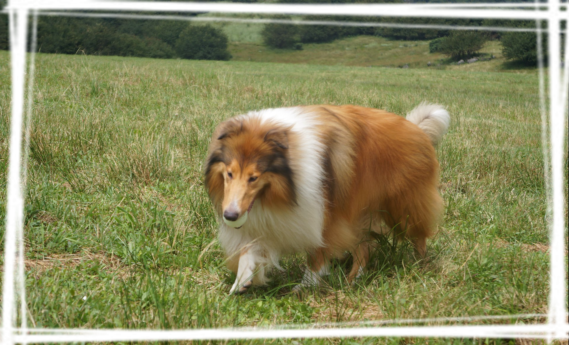 苏格兰牧羊犬图片壁纸放送