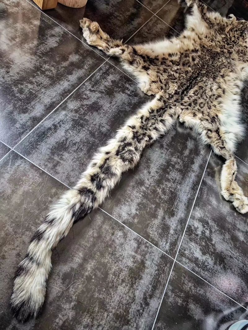 朋友圈公然叫卖濒危动物雪豹皮 哥们你违法了!