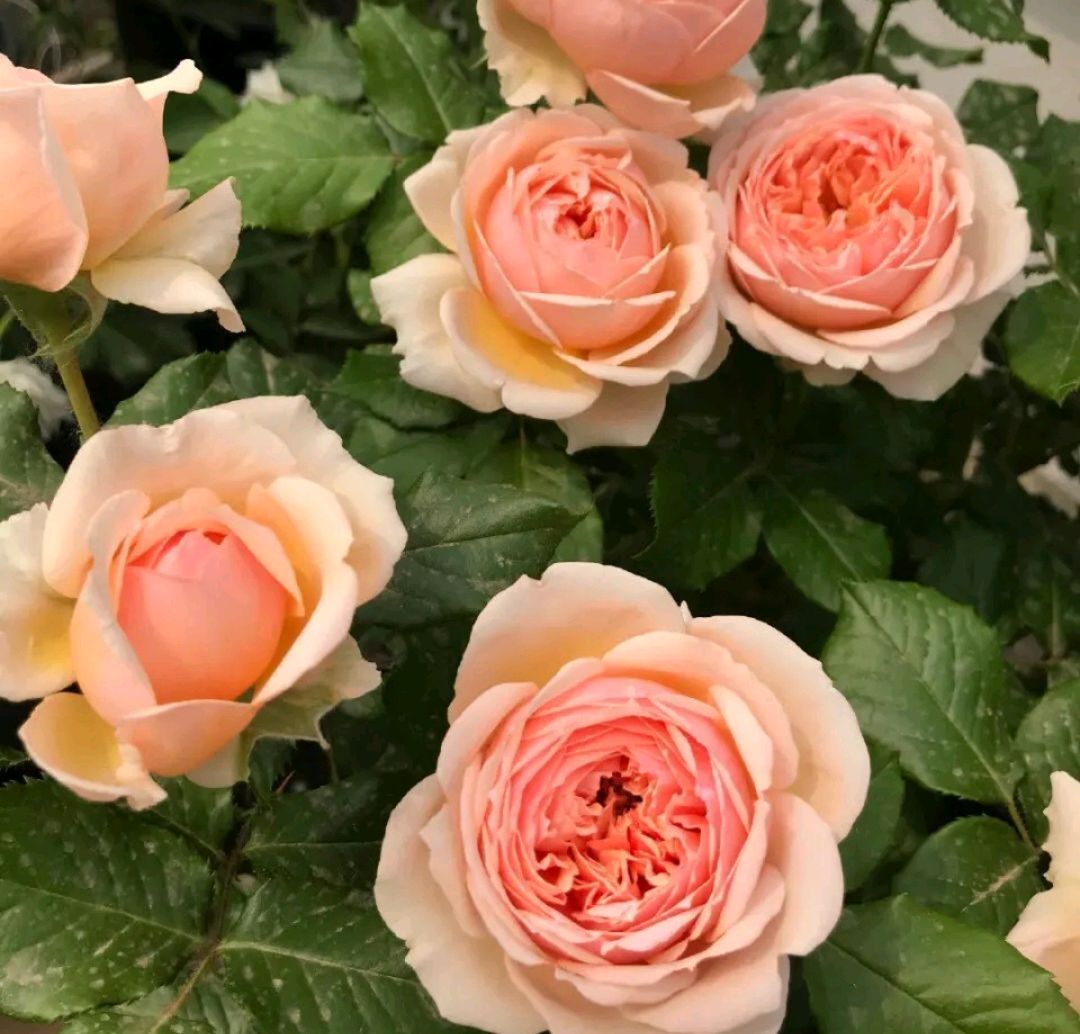 月季长出红嫩新笋,赶快给月季吃点大餐,笋粗枝旺开出多头花