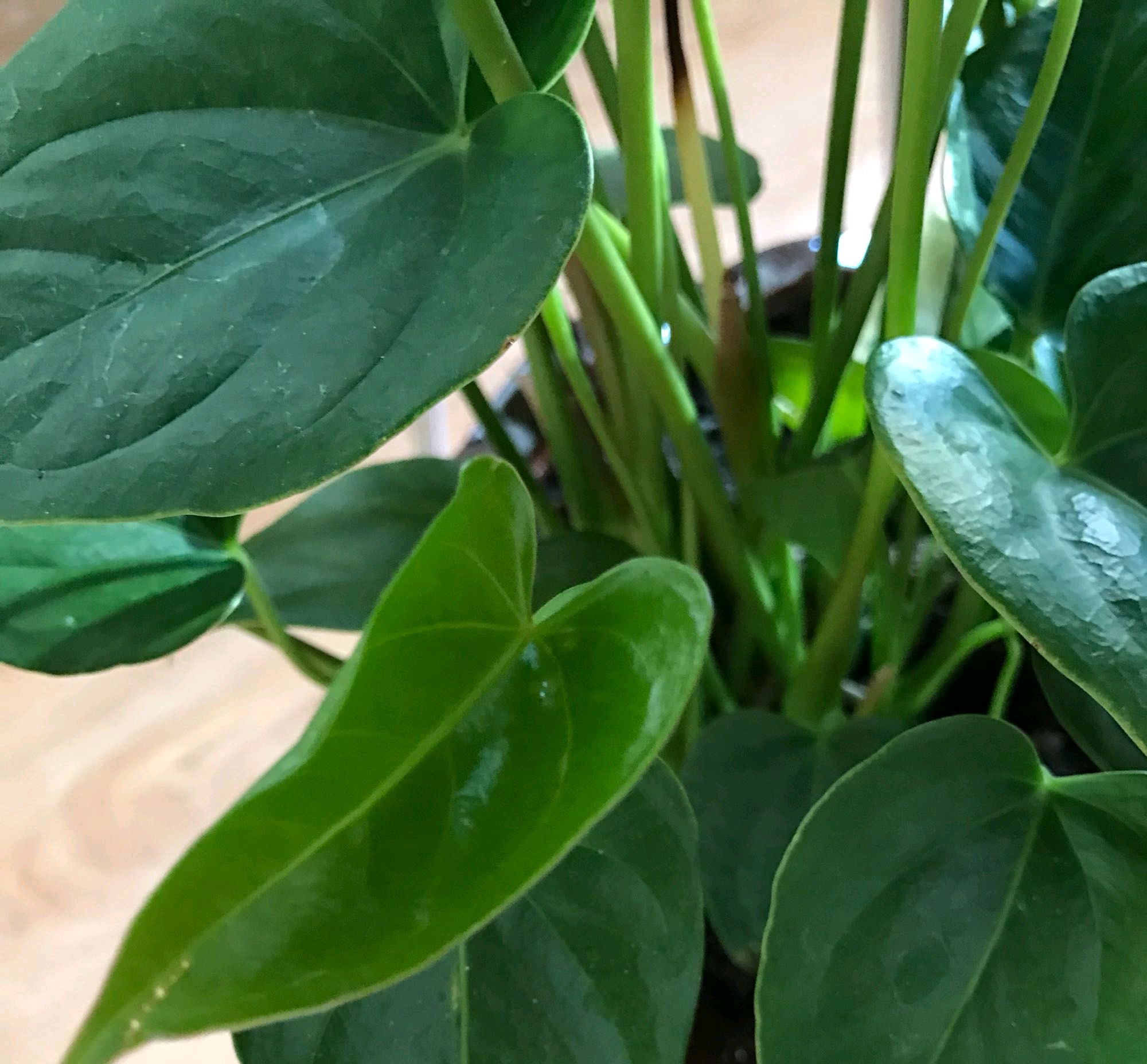 红掌基部冒出来的嫩叶别乱剪,一盆变多盆就靠"它",当年能开花