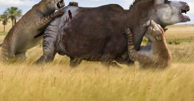 剑齿虎有多强?愣把犀牛大小的史前生物吃没了!