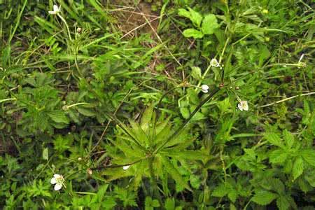 虎掌藤知识科普,教你轻松识别虎掌藤