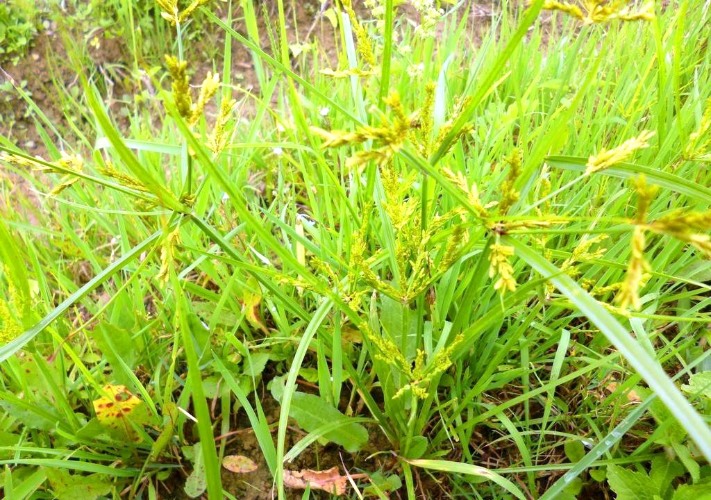 一种"杂草"常被当"害草"铲除,谁知是珍贵的草药"香附子"?