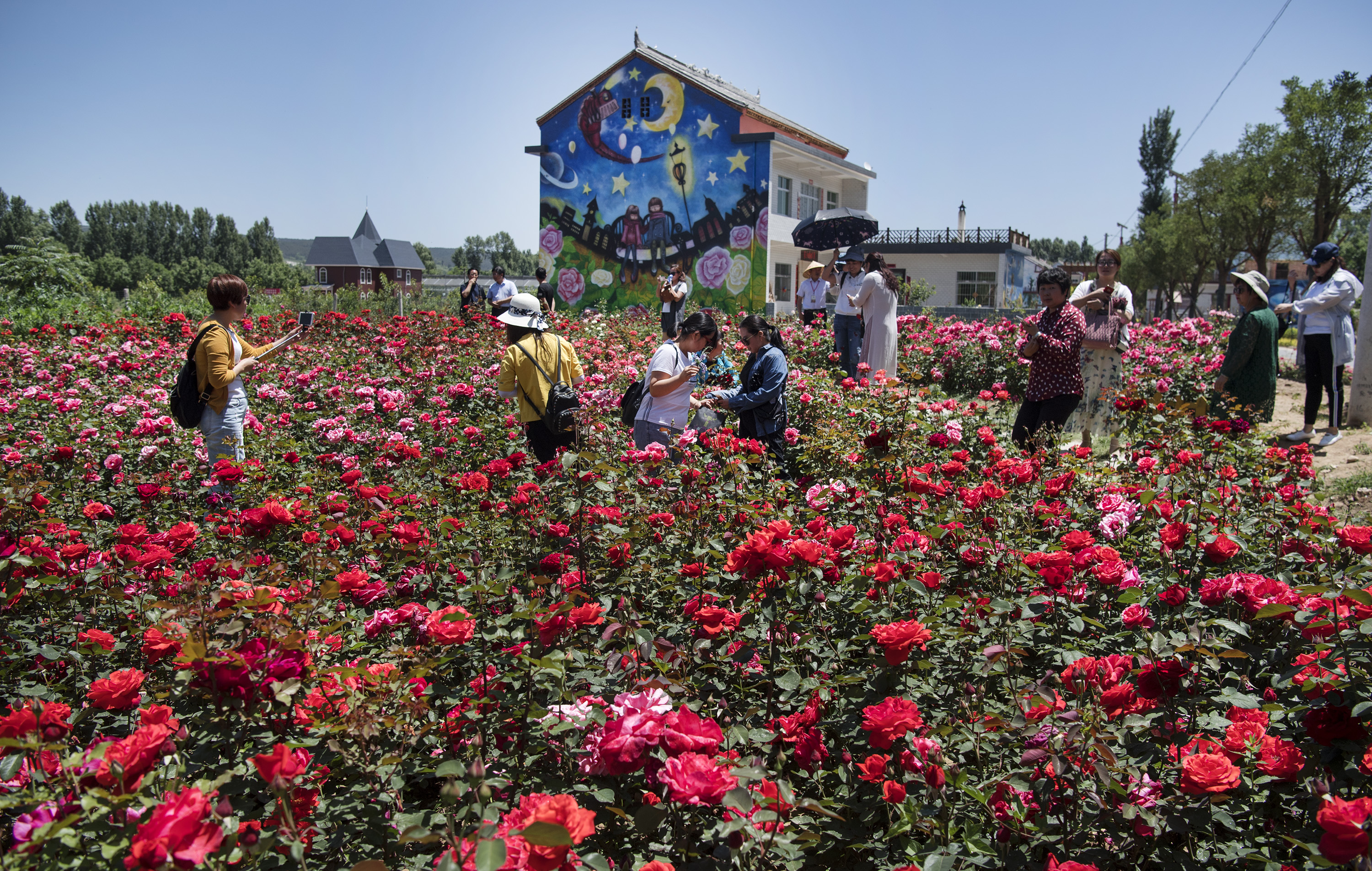 秦岭深处玫瑰小镇 美了田园富了乡亲(4)