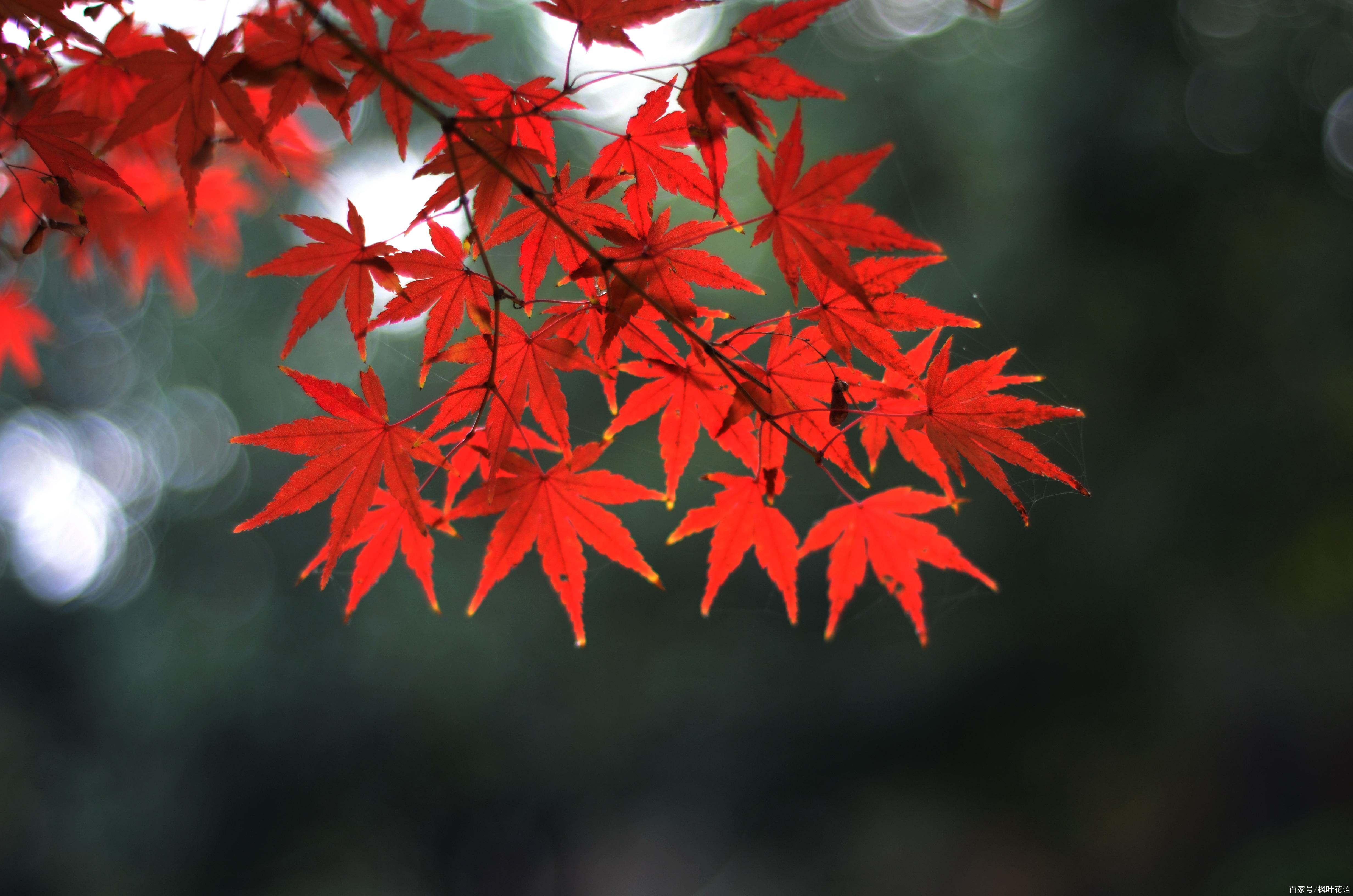 楓葉的花語和寓意,可以瞭解一下!