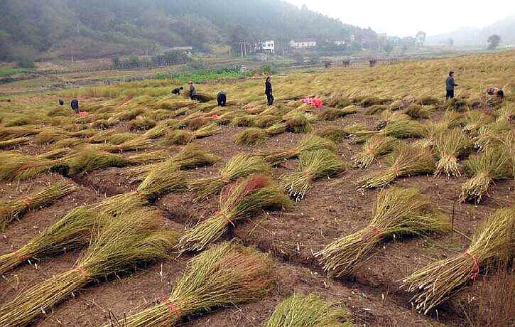 南方一种野草,名叫"铁扫把",墙角扔几粒种子,年年有蔬菜吃