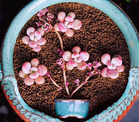 一见钟情桃蛋!桃蛋这样养,能变成娇滴滴的"桃美人"!