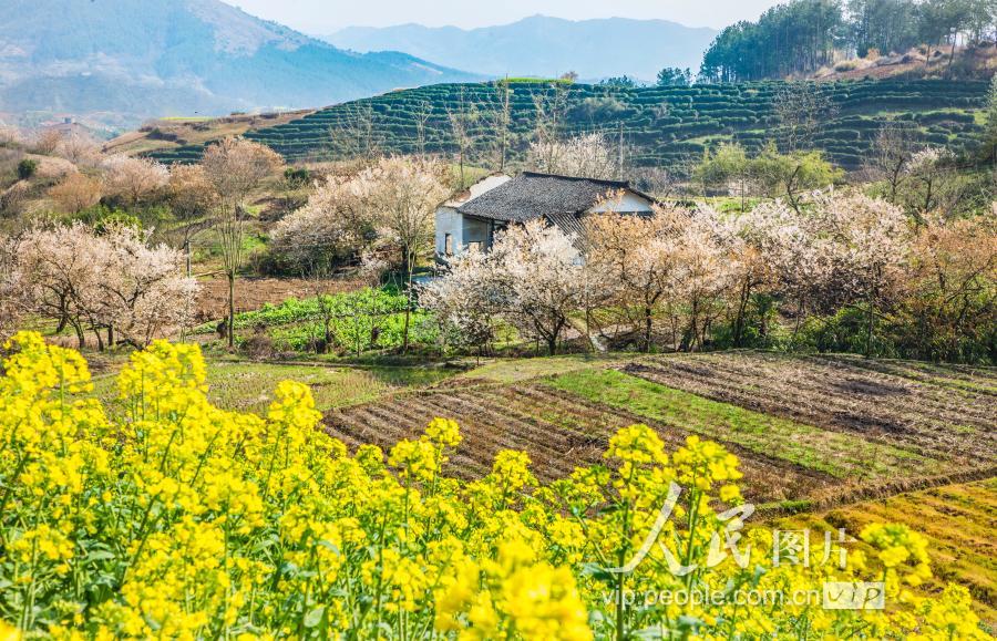 2019年3月19日拍摄的湖北竹溪县中峰镇甘家岭村.