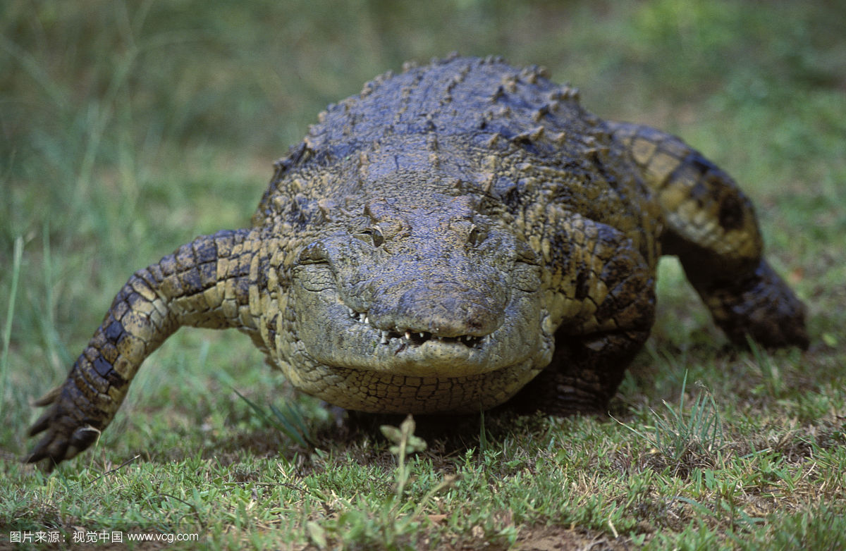 斑点鬓狗 咬合力498公斤 能轻松咬碎骨头,上额犬齿不发达,但下颌强大