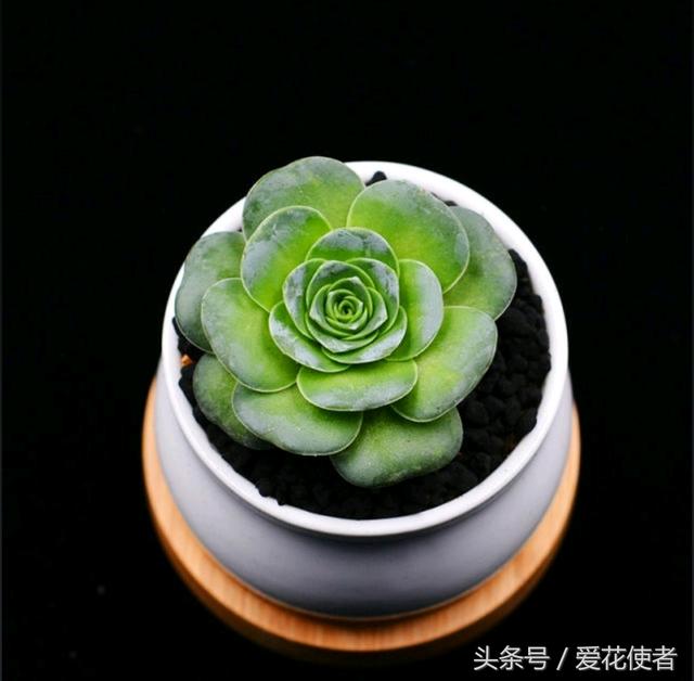 多肉"钢叶莲",毫不吝啬的把它的美展示给你!