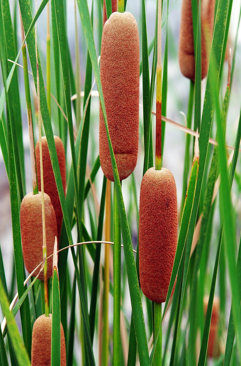 我来说两句:蒲黄分为草蒲黄与净蒲黄,净蒲黄以鲜黄色,粉细,质轻,光滑