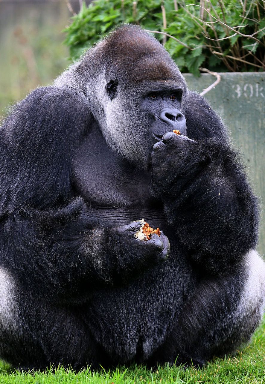 金刚银背大猩猩:猩猩界的肌肉猛男  在繁茂的热带雨林中,有一种动物以