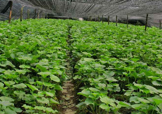 山葵适合在什么环境种植?水源充足的,没有阳光直射的地方最合适