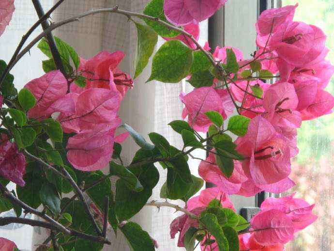 养三角梅,有"1点"要重视,才能开花不断,连续开花4个月!