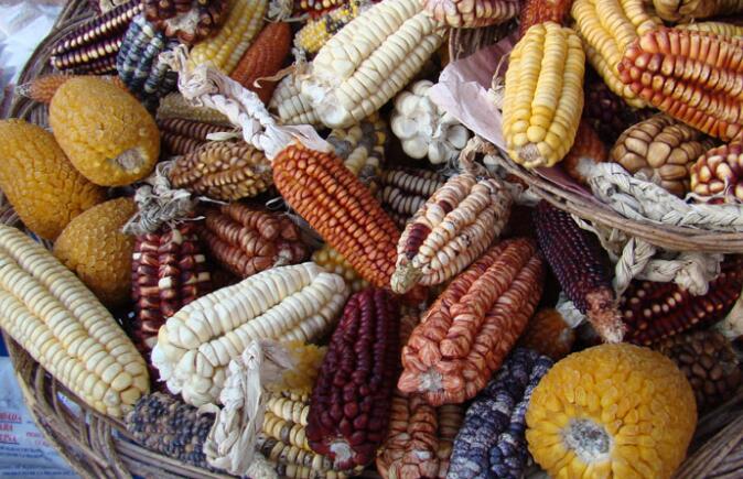 dna研究发现,墨西哥和南美洲的农民驯服了数千年的玉米