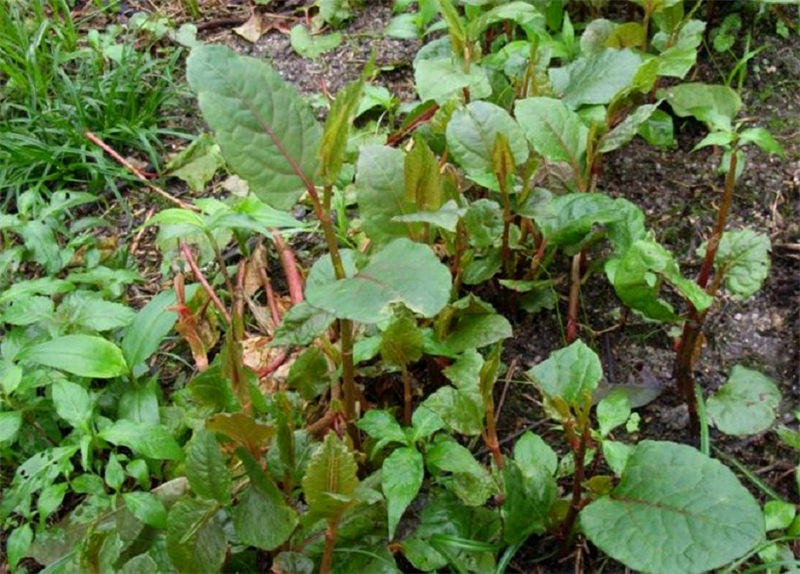 这种植物相信农村长大的人都很熟悉,我们把它叫做酸汤杆,小时候放牛的