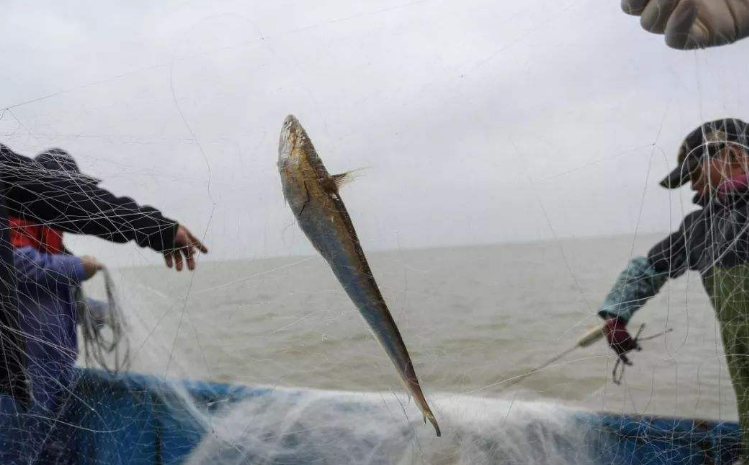 长江刀鱼被卖到上千元一斤,为何不能人工养殖?原来它这么金贵!