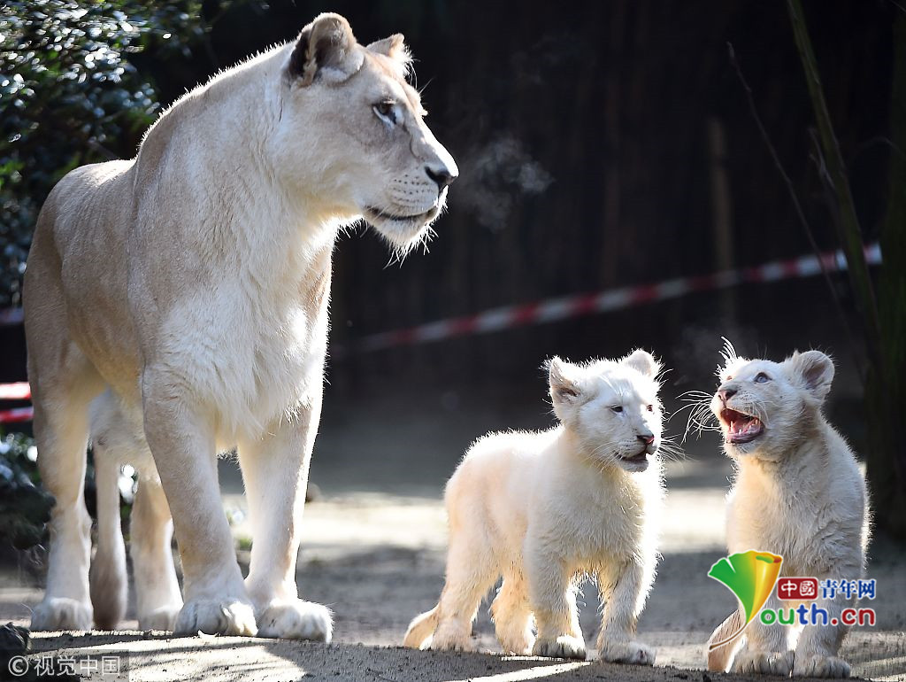 法國動物園展出兩隻珍稀白獅子幼崽 呆萌惹人愛