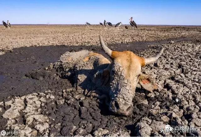 博茨瓦纳遭遇干旱,湖泊变死亡陷阱,大批食草动物陷入泥潭