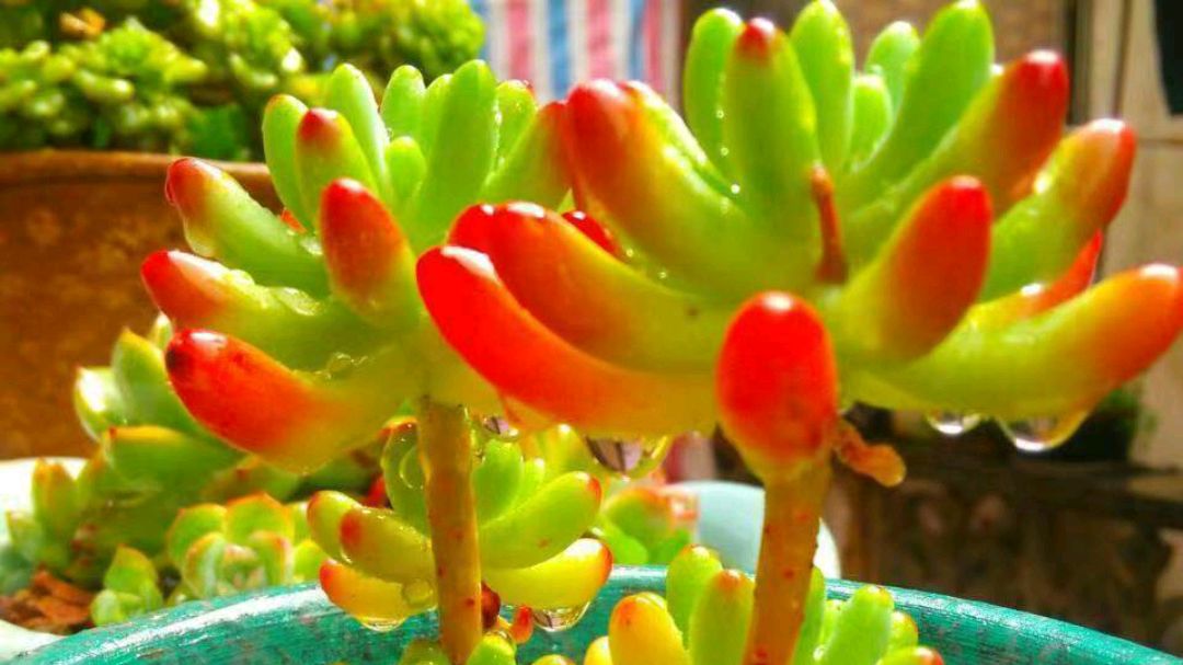 会变色的多肉乙女心,这样养护,颜色美出新高度
