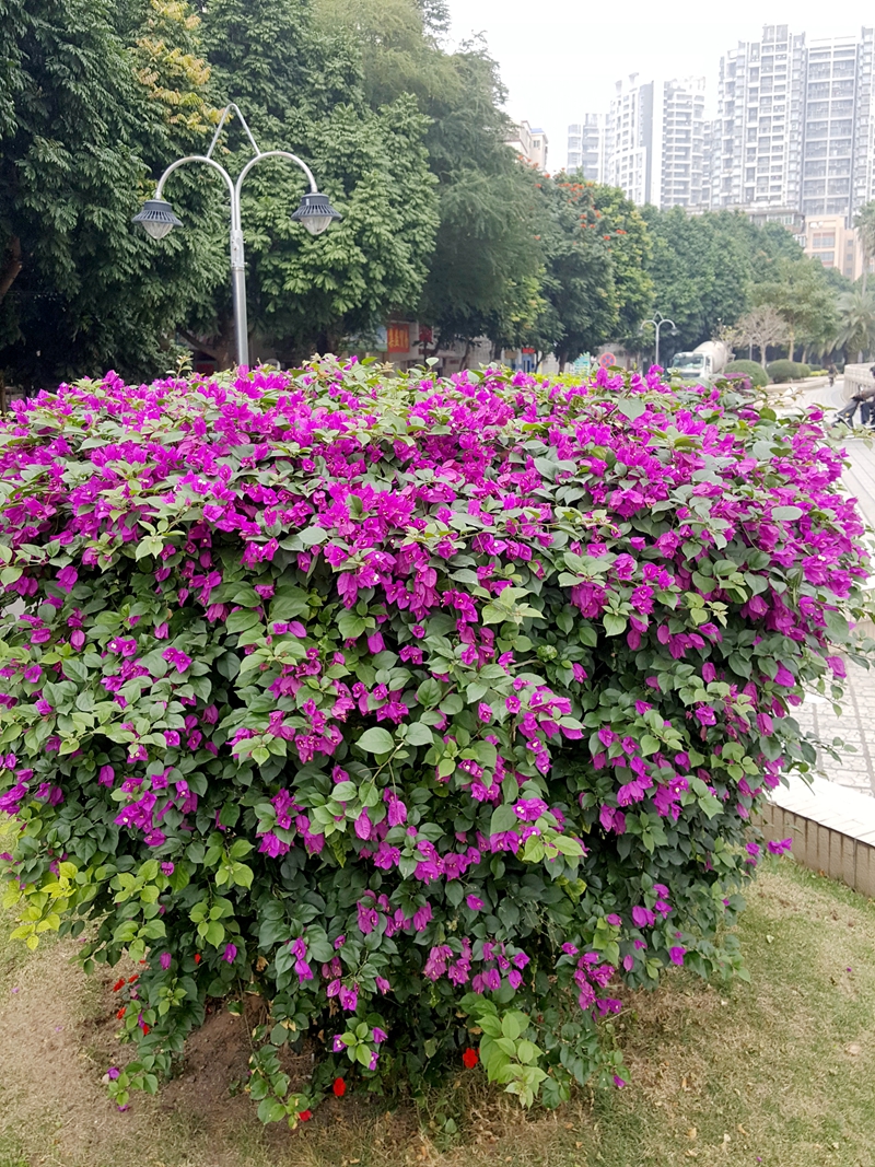 湛江人叫这种花为三角梅