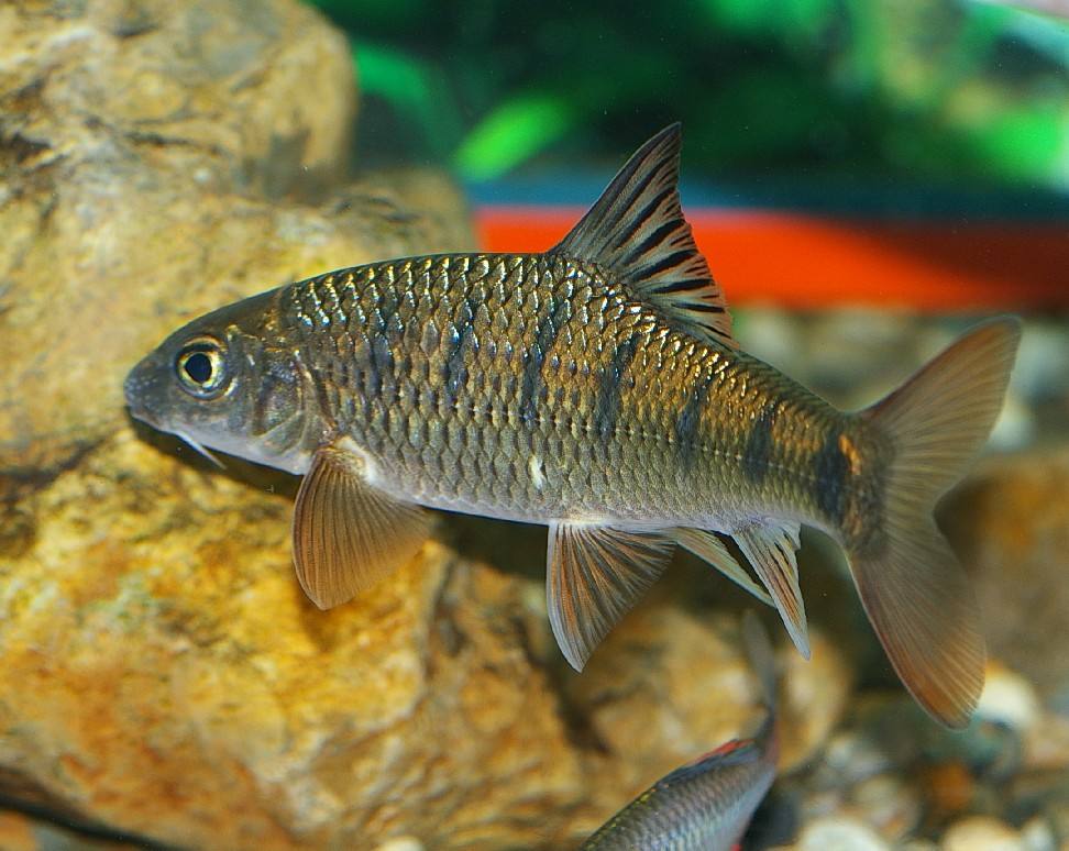 九间始丽鱼,奉行"一夫一妻制",分开就会很伤心