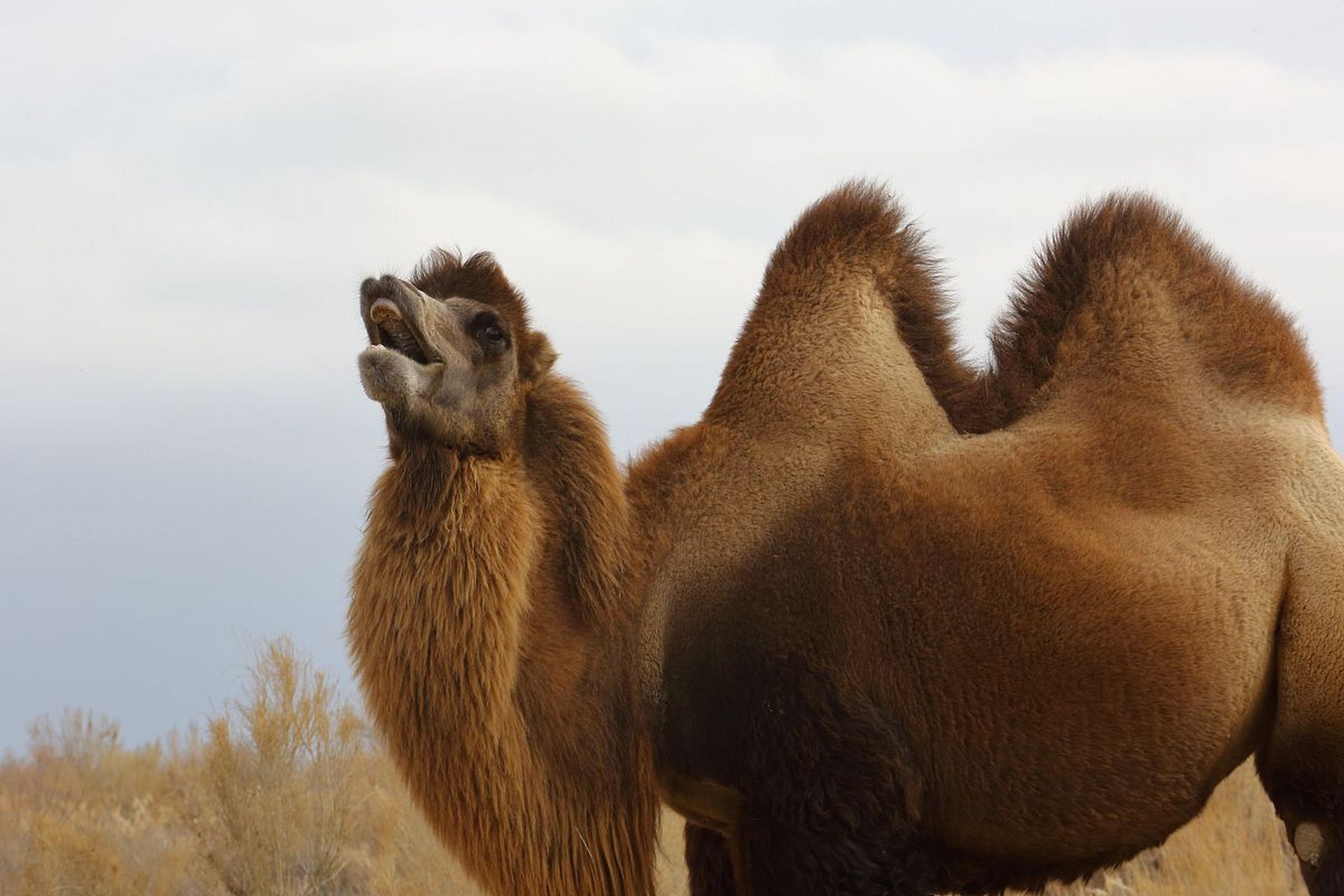 骆驼是一种沙漠动物,它们的长相非常特别,有着长长的睫毛和超级大的