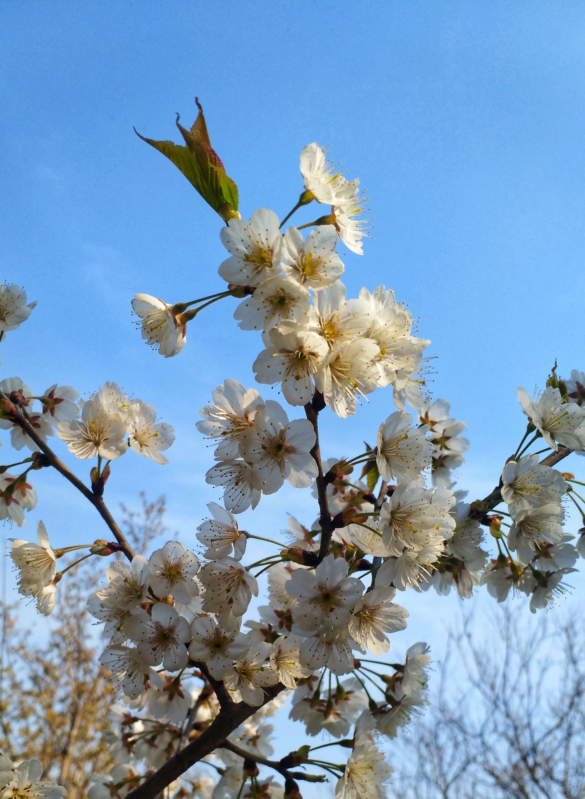 鹤壁樱花大道早樱开啦!