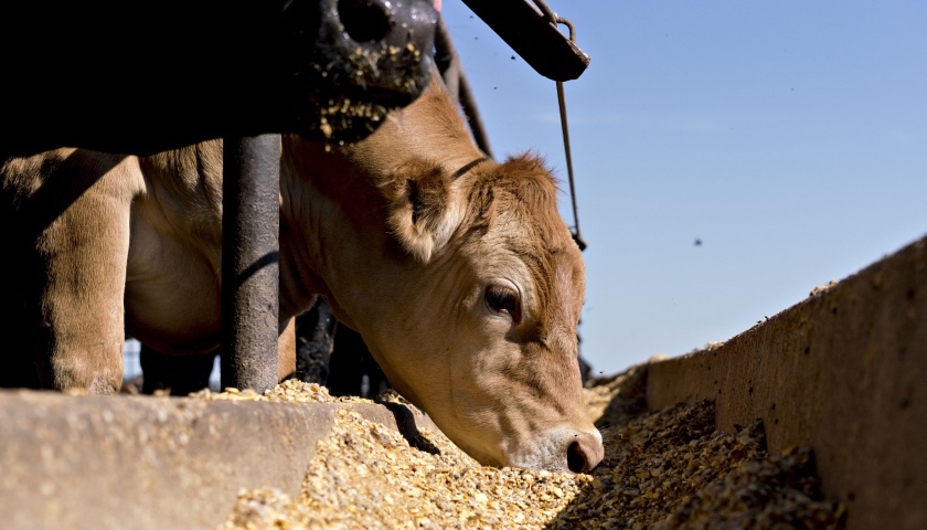 安徽来安县调查"活牛注水"屠宰点,将会同南京一同处理