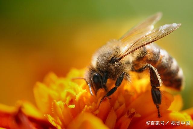 了解蜜蜂的生活习性