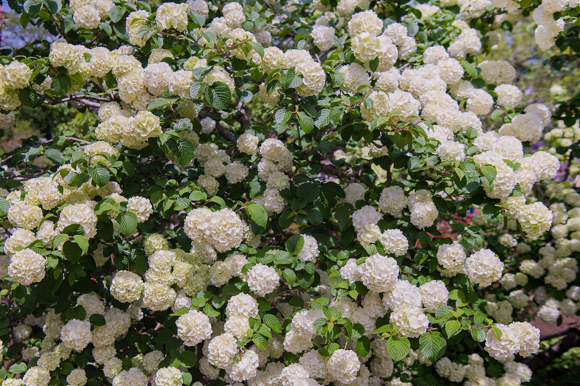 以下是8种耐阴花园灌木植物的特性和适应性:金叶连翘,花叶锦带,珍珠梅