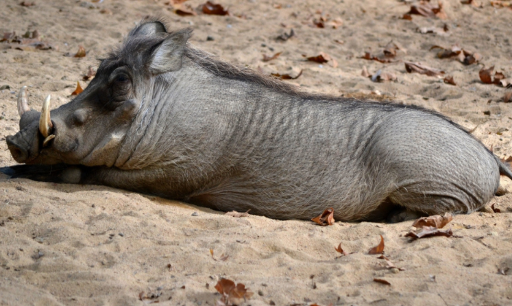 还记得狮子王里热情的彭彭吗?现实中的它们一样可爱