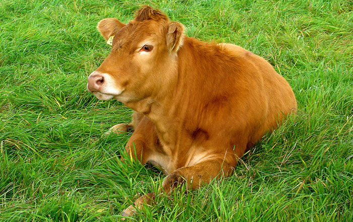 卖完一头牛有多少盈利?看看几位有经验的人给你讲讲!