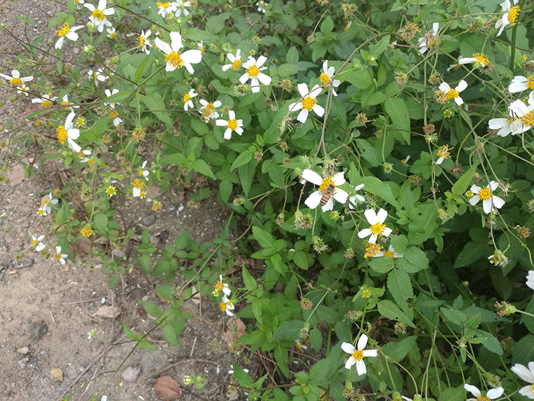 小蜜蜂採鬼針草花粉