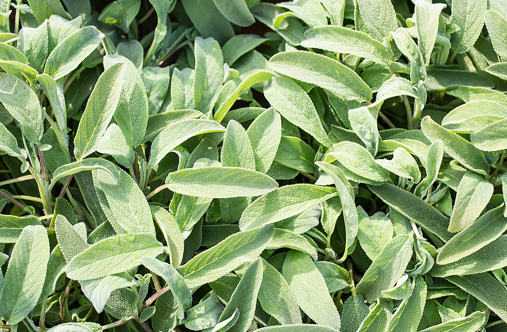 广东大叶青的奋斗精神和无限魅力值得点赞.[原文:广东大叶青:一片叶