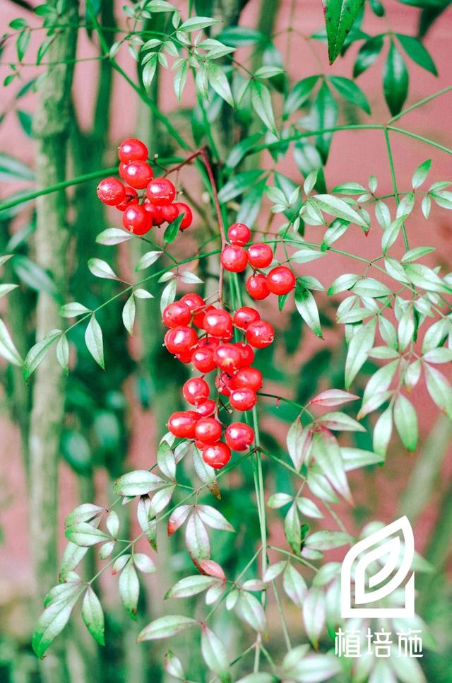 「植培施」南天竹nandina domestica 常绿针叶树类栽培手册