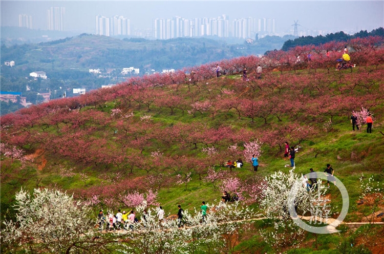 虎峰山的桃花开了 还有快乐跑等你来打卡