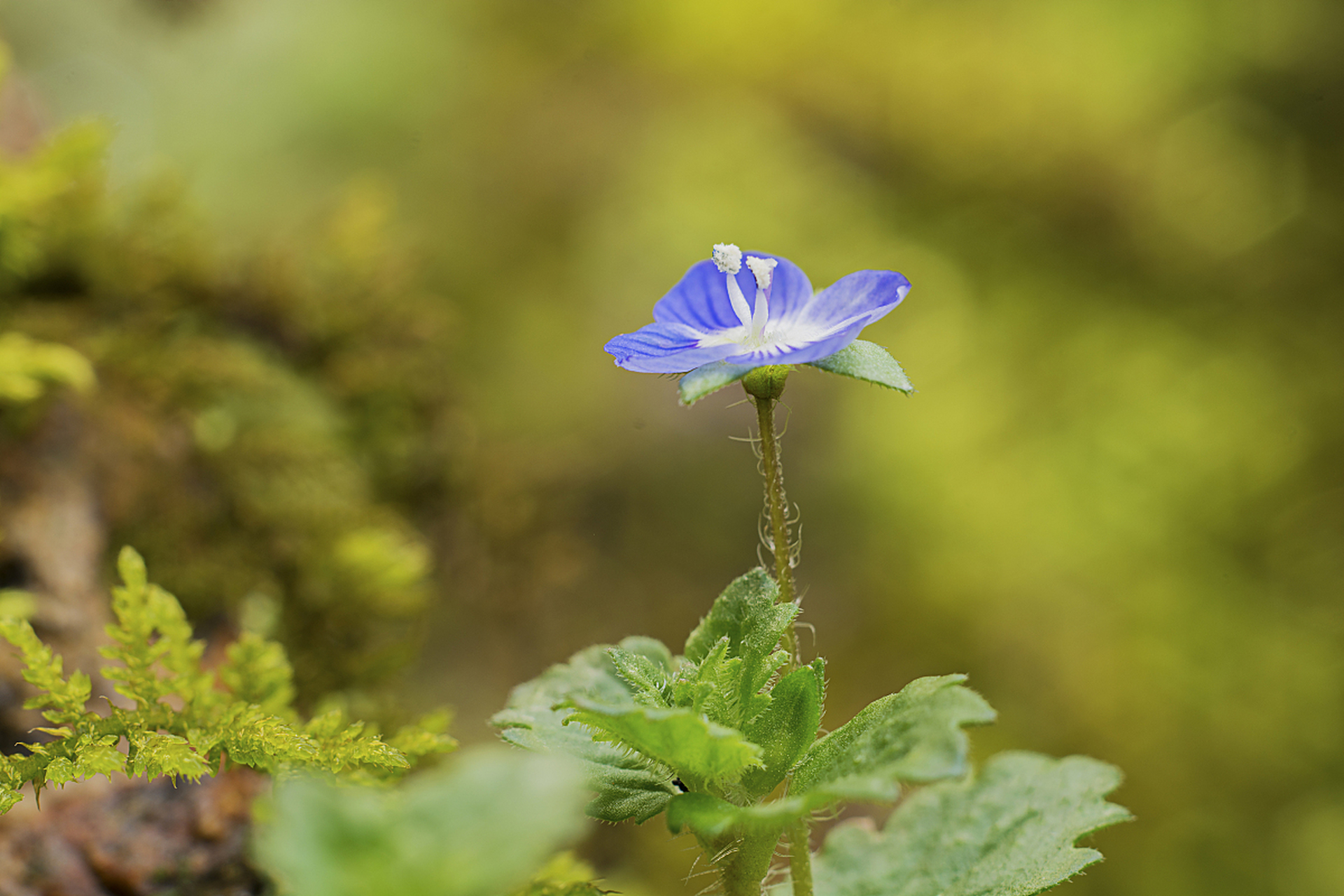 查了下昨天发的那种蓝色小野花竟然是外来入侵物种