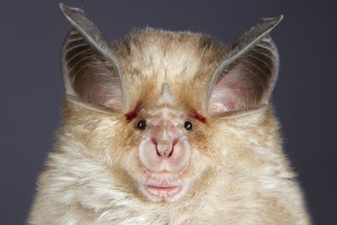 最丑陋的动物:让您大饱眼福世界上最丑陋的十大动物