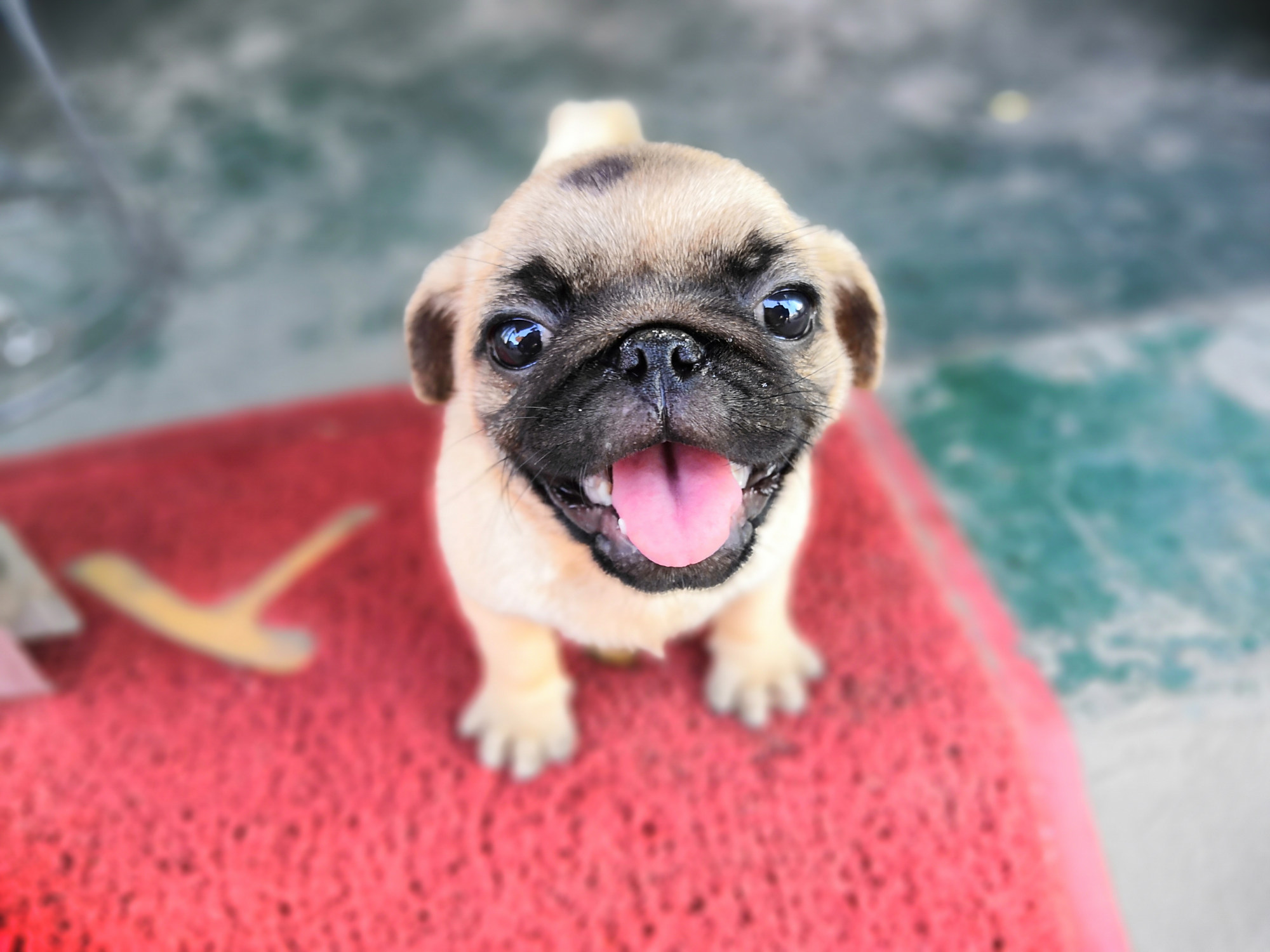 刚买到手的手幼年小巴哥,镜头感十足. 转载自百家号作者:95后爱篮球