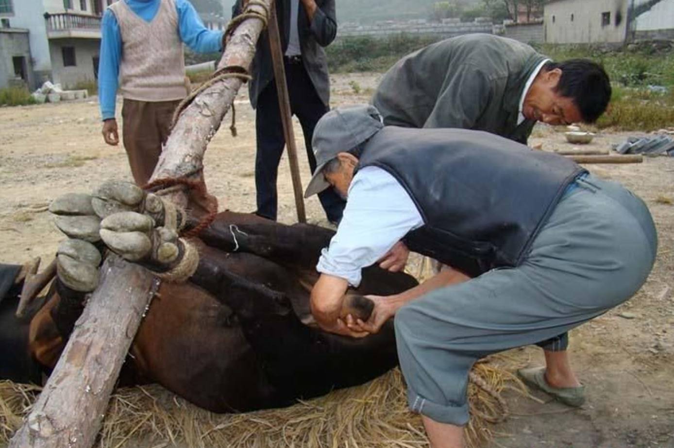 上世纪流行于农村的"走骟",牲口走着走着就被骟掉了|百家故事