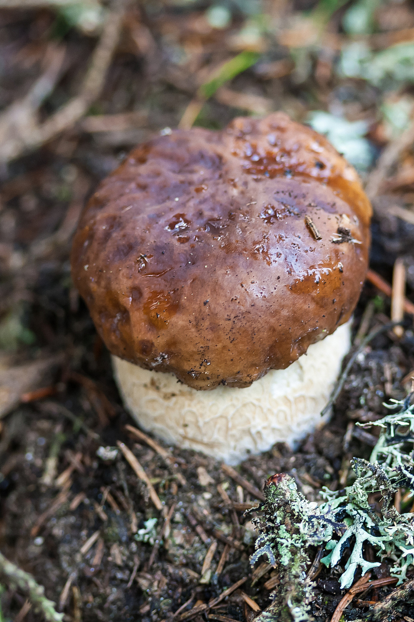 说一个很有"味道"的中药——马勃 官方说法,这个是灰包科真菌脱皮马勃