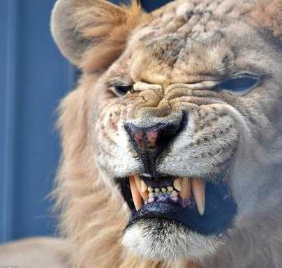 实拍俄罗斯动物园狮虎 咧嘴秀獠牙"我超凶的"